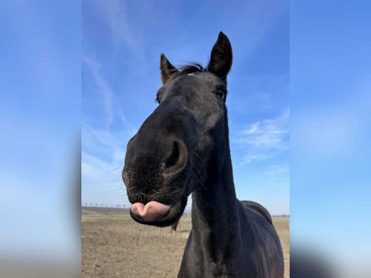 German Sport Horse Gelding 4 years 16,3 hh Bay-Dark in Radeberg