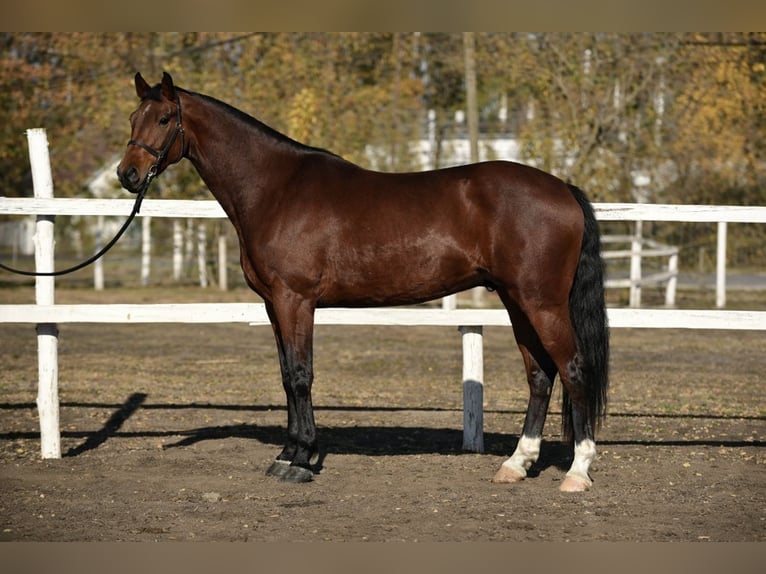German Sport Horse Gelding 4 years 16,3 hh Brown in Békéscsaba