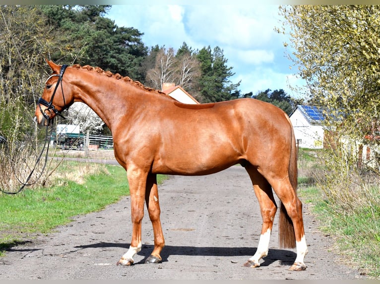 German Sport Horse Gelding 4 years 16,3 hh Chestnut-Red in Kamern