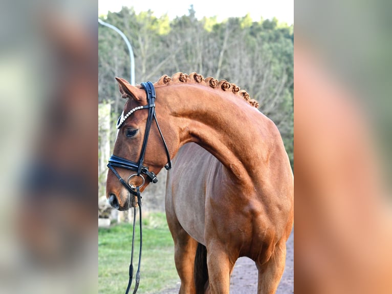 German Sport Horse Gelding 4 years 16,3 hh Chestnut-Red in Kamern