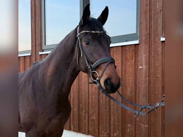 German Sport Horse Gelding 4 years 16,3 hh Smoky-Black in Meckenbeuren