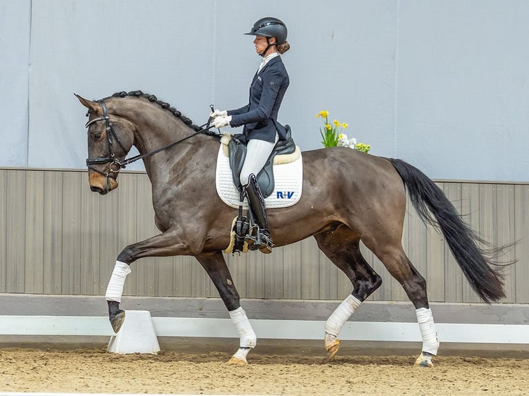 German Sport Horse Gelding 4 years 16,3 hh Smoky-Black in Mnster-Handorf
