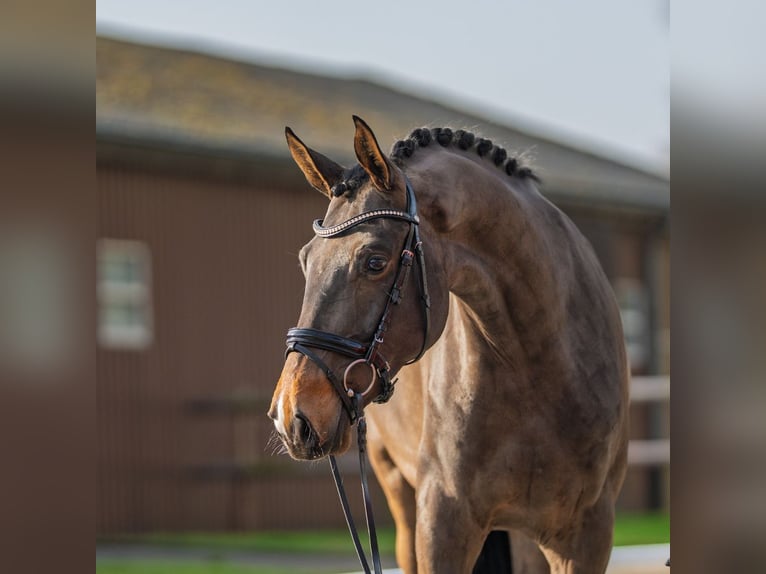 German Sport Horse Gelding 4 years 16,3 hh Smoky-Black in Mnster-Handorf