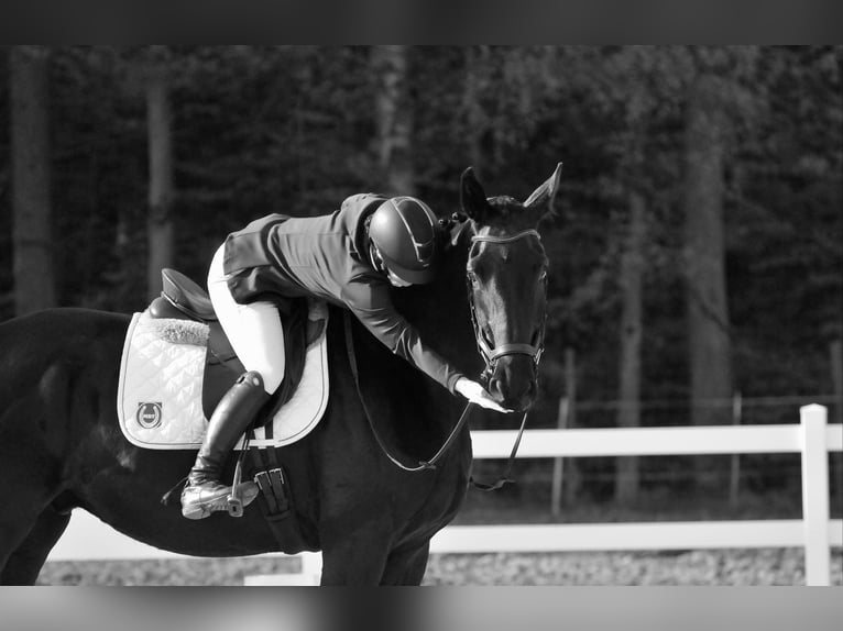 German Sport Horse Gelding 4 years 17,1 hh Black in Goleniów