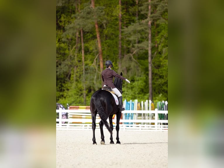 German Sport Horse Gelding 4 years 17,1 hh Black in Goleniów