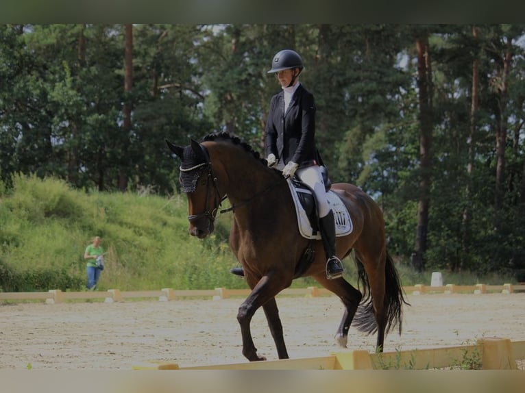 German Sport Horse Gelding 4 years 17,1 hh Brown in Klötze