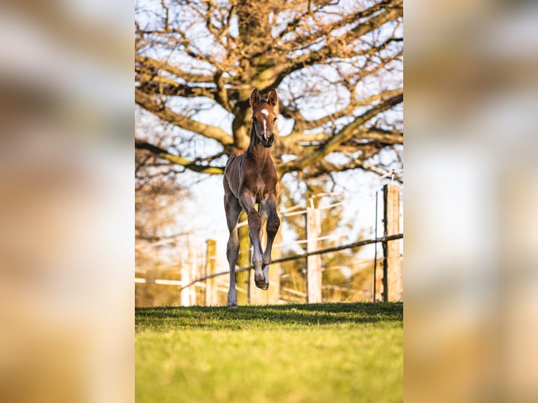 German Sport Horse Gelding 4 years 17.2 hh Bay-Dark in Grimma