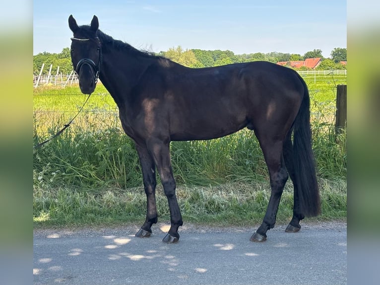 German Sport Horse Gelding 4 years 17 hh Bay-Dark in L&#xFC;dinghausen