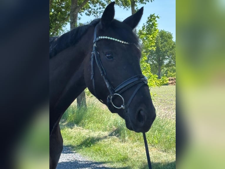 German Sport Horse Gelding 4 years 17 hh Bay-Dark in L&#xFC;dinghausen