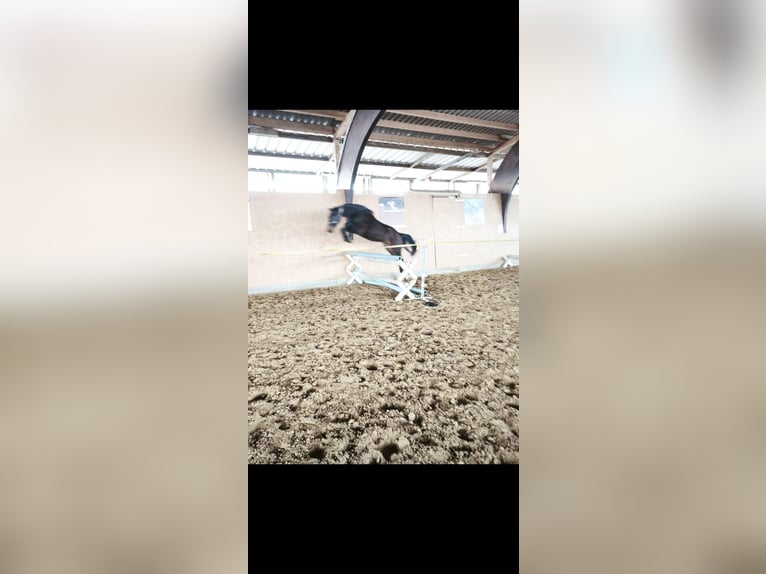 German Sport Horse Gelding 4 years 17 hh Bay-Dark in Tangermünde