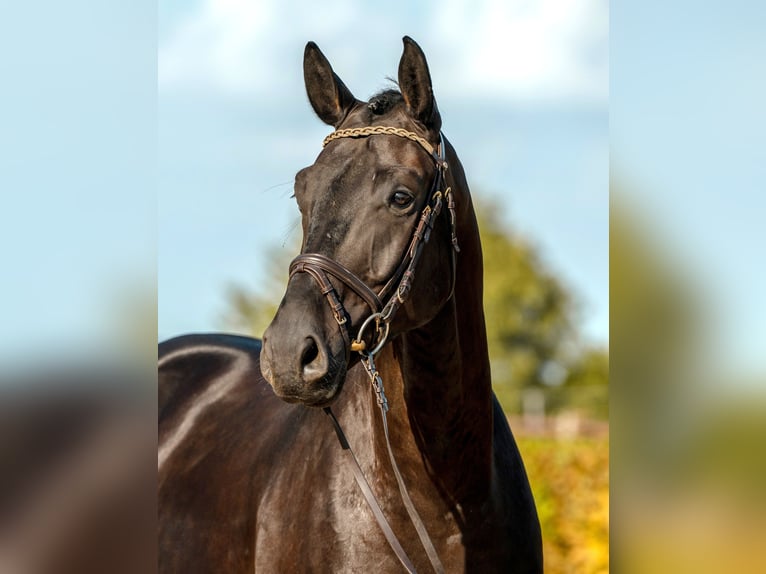 German Sport Horse Gelding 4 years 17 hh Black in Gomadingen