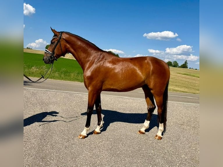 German Sport Horse Gelding 4 years 17 hh Brown in Drackenstein