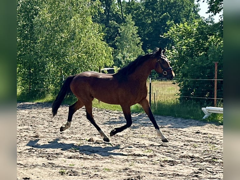 German Sport Horse Gelding 4 years 17 hh Brown in Am Mellensee