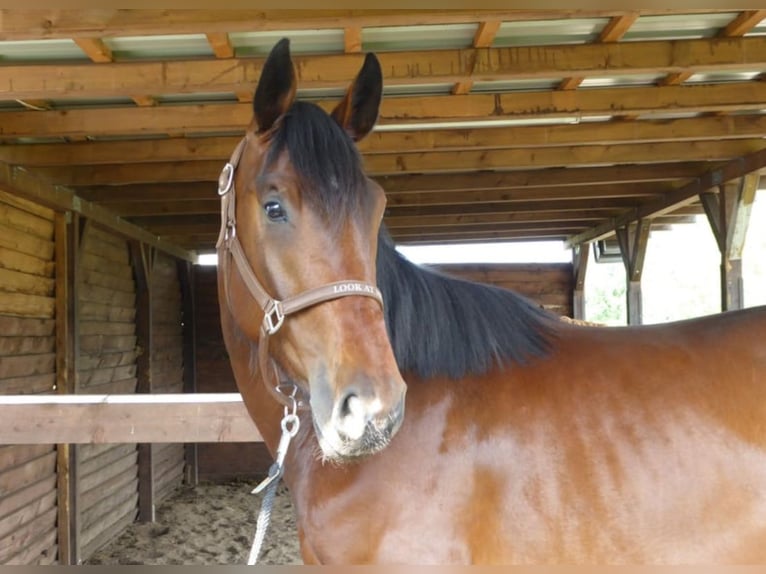 German Sport Horse Gelding 4 years 17 hh Brown in Am Mellensee