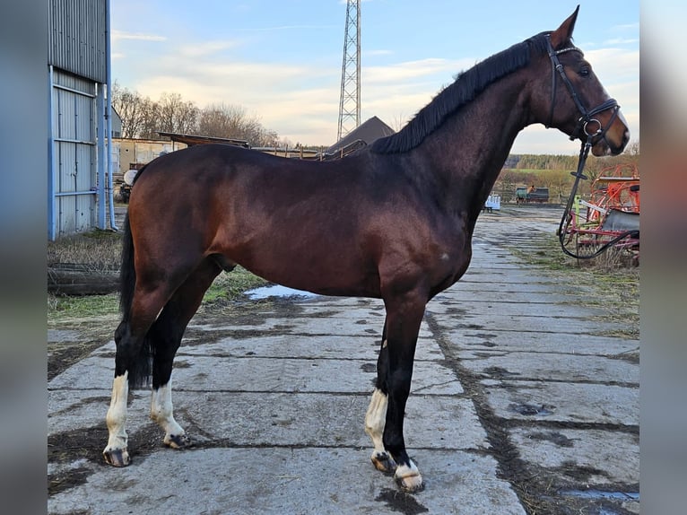 German Sport Horse Gelding 4 years 17 hh Brown in Zeulenroda Triebes