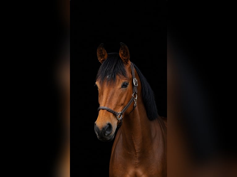 German Sport Horse Gelding 4 years 17 hh Brown in Fraunberg
