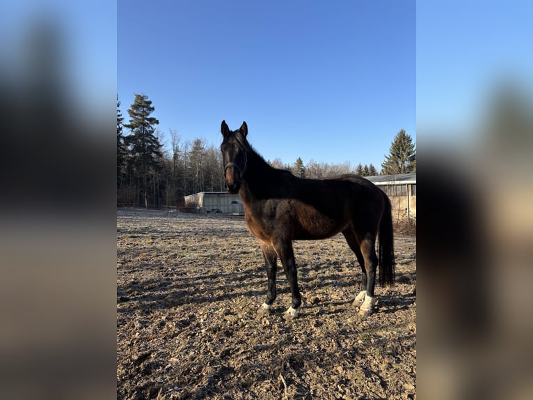 German Sport Horse Gelding 4 years 17 hh Brown in Lengenfeld