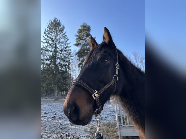 German Sport Horse Gelding 4 years 17 hh Brown in Lengenfeld