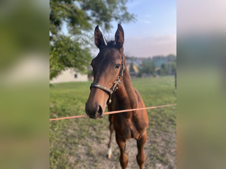 German Sport Horse Gelding 4 years 17 hh Brown in Lengenfeld