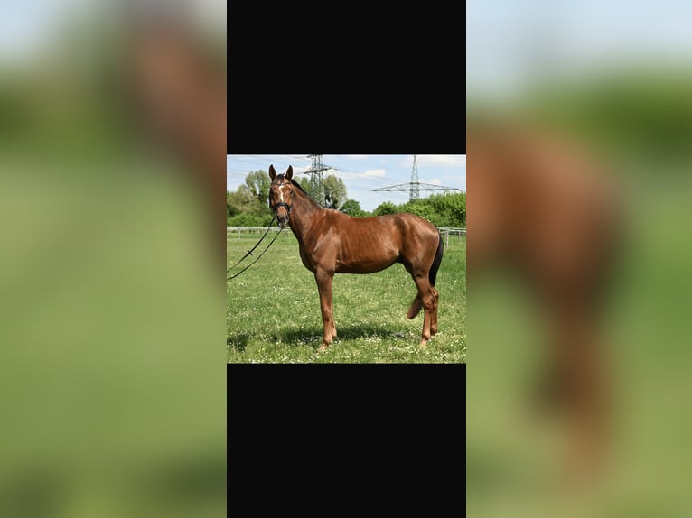 German Sport Horse Gelding 4 years 17 hh Chestnut-Red in Karlsfeld