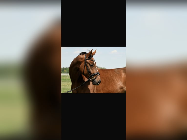 German Sport Horse Gelding 4 years 17 hh Chestnut-Red in Karlsfeld