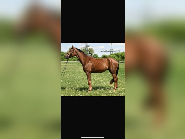 German Sport Horse Gelding 4 years 17 hh Chestnut-Red in Karlsfeld
