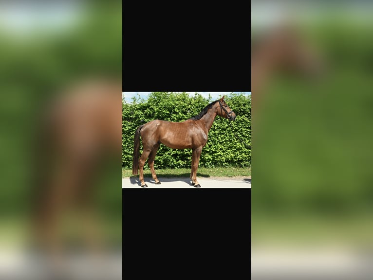 German Sport Horse Gelding 4 years 17 hh Chestnut-Red in Karlsfeld