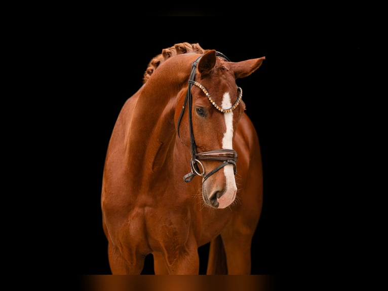 German Sport Horse Gelding 4 years 17 hh Chestnut-Red in Wehringen