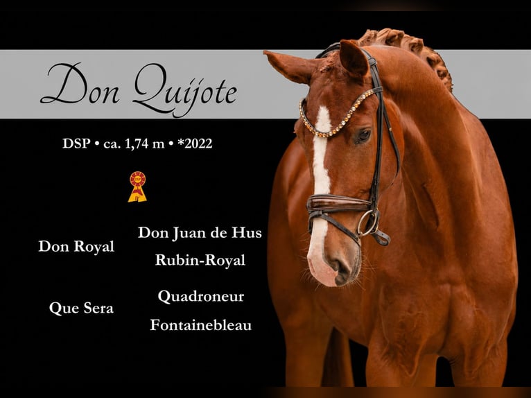 German Sport Horse Gelding 4 years 17 hh Chestnut-Red in Wehringen