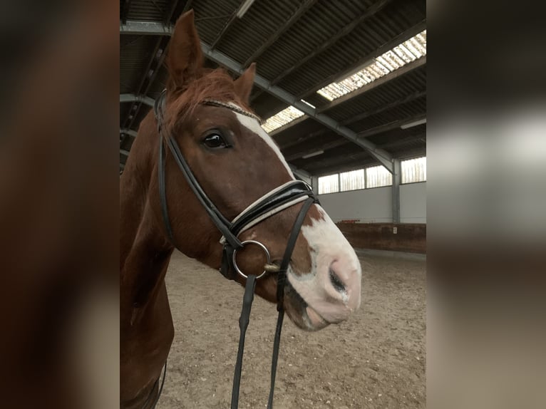 German Sport Horse Gelding 4 years 17 hh Chestnut-Red in Ladeburg