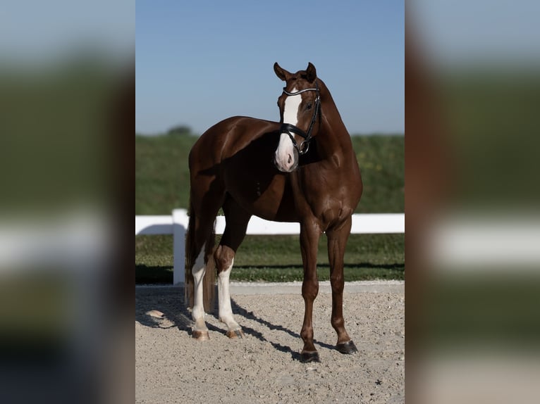 German Sport Horse Gelding 4 years 17 hh Chestnut-Red in Hawangen
