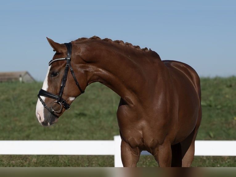 German Sport Horse Gelding 4 years 17 hh Chestnut-Red in Hawangen