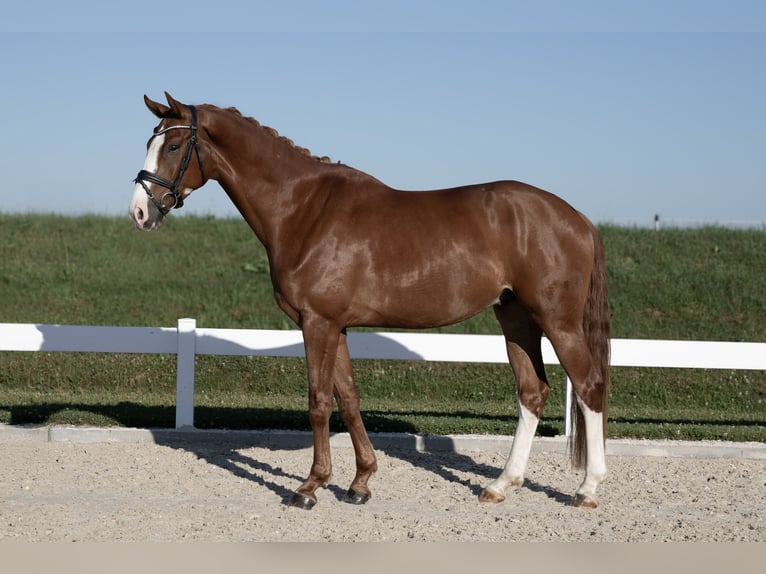 German Sport Horse Gelding 4 years 17 hh Chestnut-Red in Hawangen