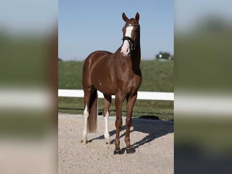 German Sport Horse Gelding 4 years 17 hh Chestnut-Red in Hawangen