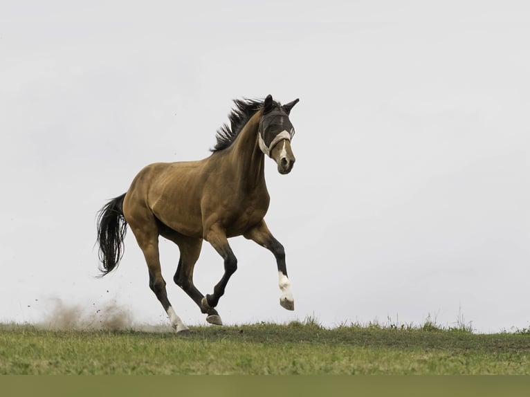 German Sport Horse Gelding 4 years 17 hh in Kirchberg