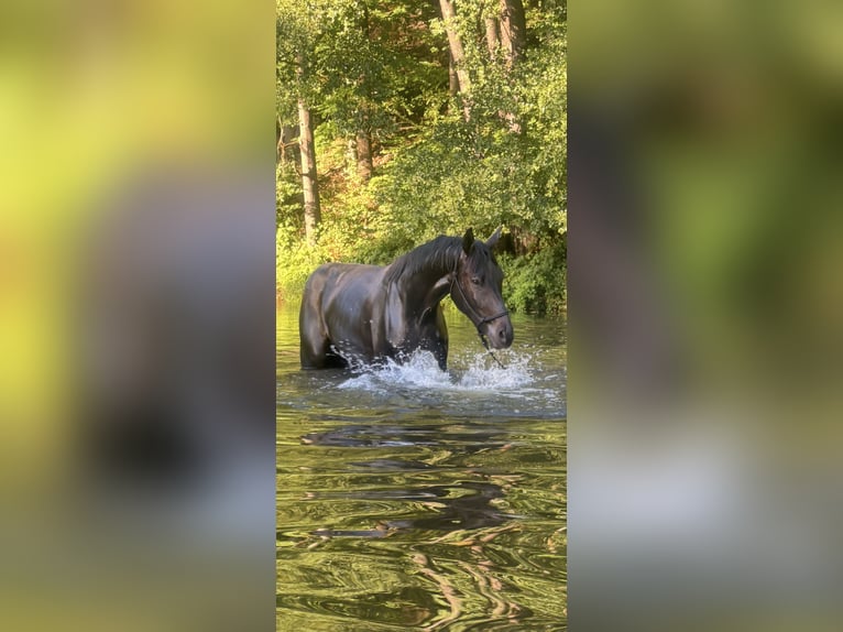 German Sport Horse Gelding 4 years 17 hh Smoky-Black in Groitzsch
