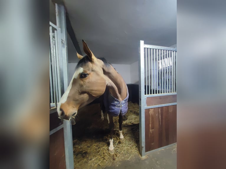 German Sport Horse Gelding 4 years 17,1 hh Brown in Buchholz (Westerwald)