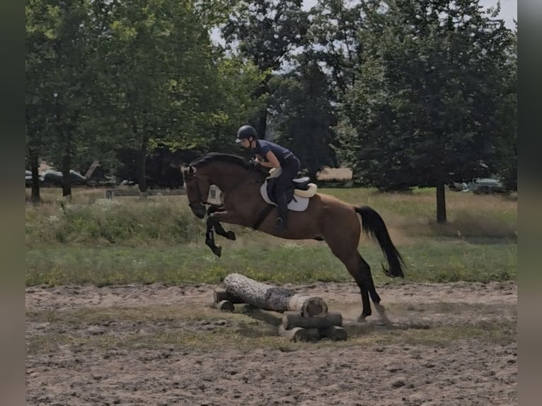 German Sport Horse Gelding 4 years 17,1 hh Brown in Zernitz- Lohm