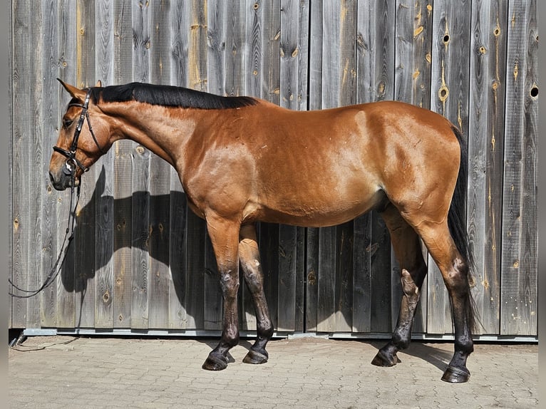 German Sport Horse Gelding 4 years 17,1 hh Brown in Zernitz- Lohm