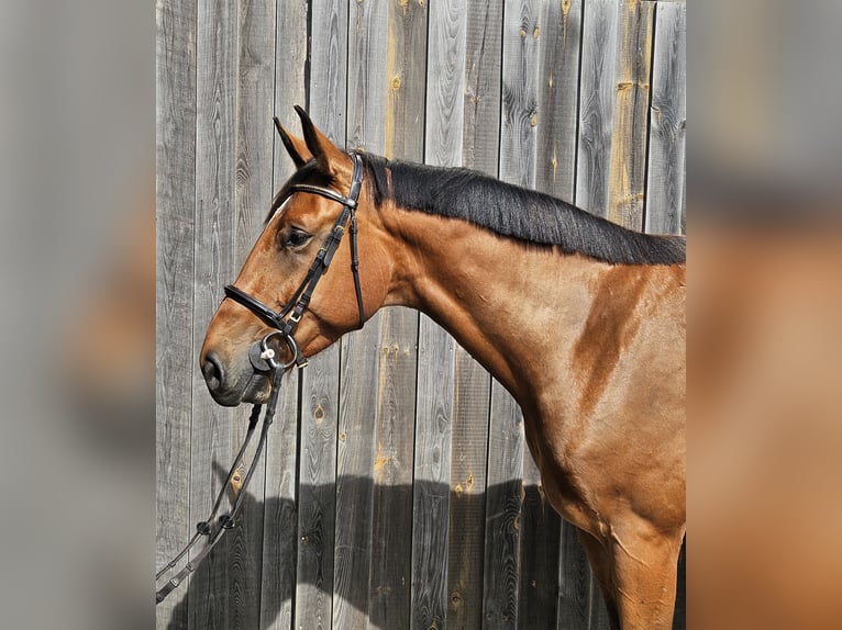 German Sport Horse Gelding 4 years 17,1 hh Brown in Zernitz- Lohm