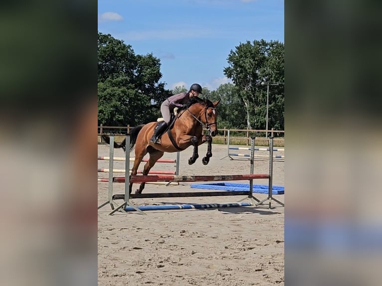 German Sport Horse Gelding 4 years 17,1 hh Brown in Zernitz- Lohm
