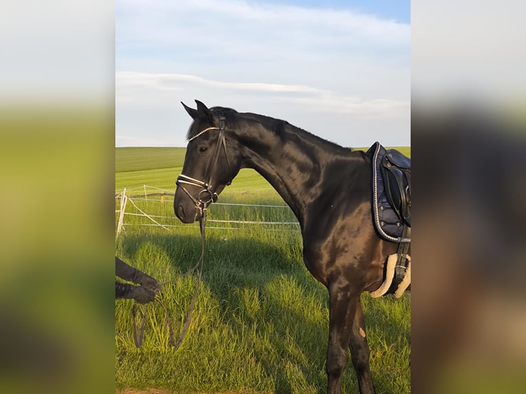 German Sport Horse Gelding 4 years 17,1 hh Smoky-Black in Augustusburg