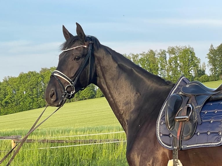 German Sport Horse Gelding 4 years 17,1 hh Smoky-Black in Augustusburg