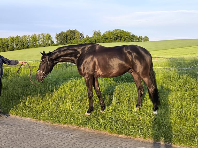 German Sport Horse Gelding 4 years 17,1 hh Smoky-Black in Augustusburg
