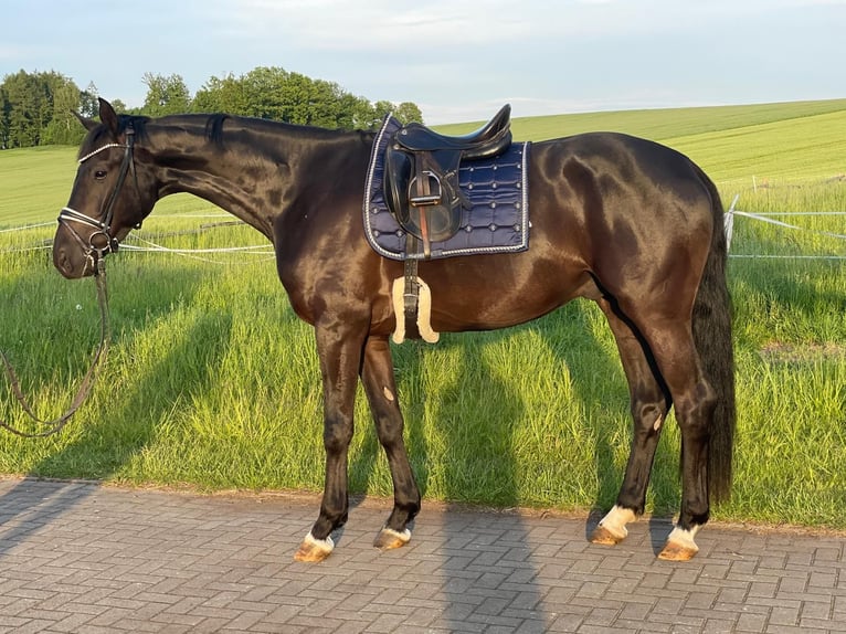 German Sport Horse Gelding 4 years 17,1 hh Smoky-Black in Augustusburg