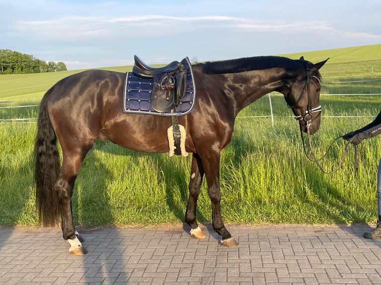 German Sport Horse Gelding 4 years 17,1 hh Smoky-Black in Augustusburg