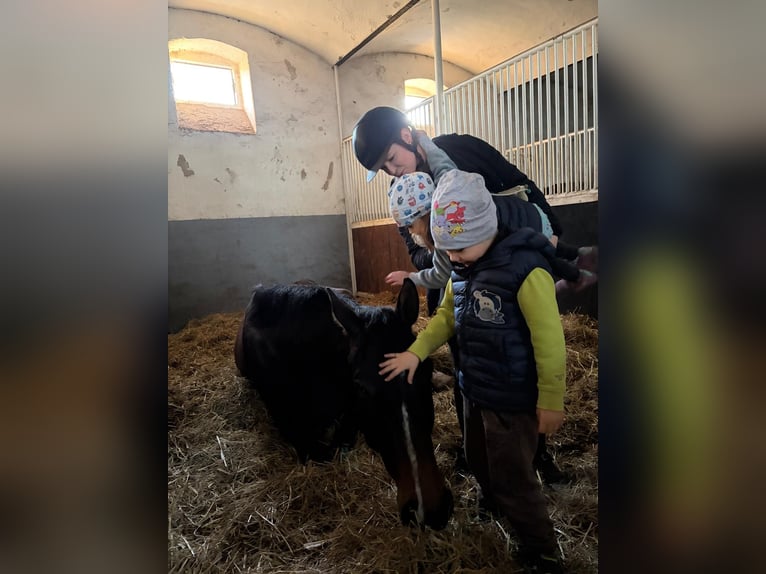 German Sport Horse Gelding 4 years 17,2 hh Bay-Dark in Grimma