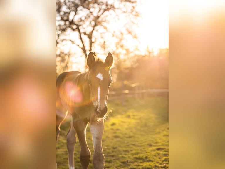 German Sport Horse Gelding 4 years 17,2 hh Bay-Dark in Grimma