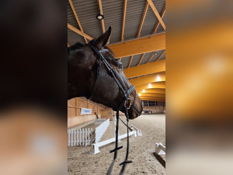 German Sport Horse Gelding 4 years 17,2 hh Bay-Dark in Grimma