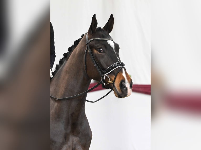 German Sport Horse Gelding 4 years Bay-Dark in Gomadingen